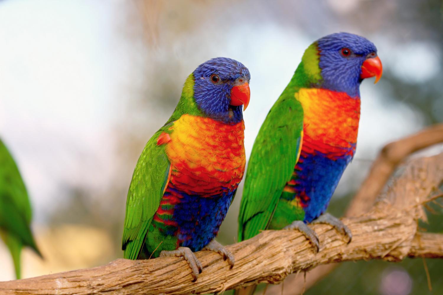 Lorikeet Feeding Bird Kingdom   Shutterstock 288582380 