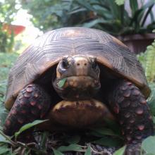 Pattes de tortue (Adromischus cooperi) - PictureThis