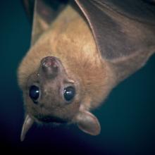 Les chauves-souris frugivores, capables de transformer du son en